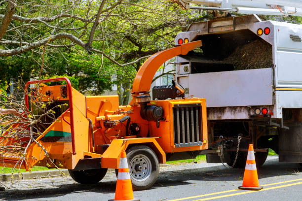 Best Tree and Shrub Care  in , MN